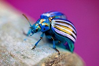 Enchanted beetle