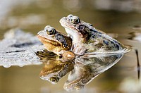 A couple of common frogs in a small pond in the early spring time