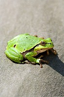 A sun bathing common tree frog