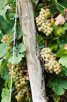 Bunches of grapes of white wine in the Ramstal region in the northern bavarian wine area, Germany