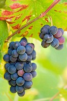 A bunch of red wine grapes