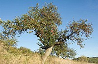 A old apple tree in northern Bavaria, Germany