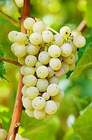 A bunch of white wine grapes