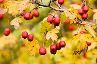 Fruits of the Crataegus tree in autumn