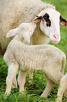 A lamb in sozial contact with the mother