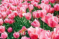 Tulip Field in Lisse, Holland