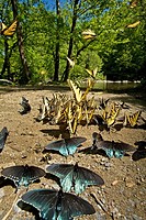 Butterflys Clustering at Mineral Lick, Greenbrier, Great Smoky Mountains National Park, Tennessee, USA