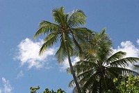 Palm tree, Maldives