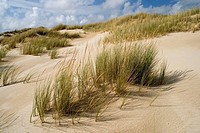 Sand dunes, Doñana National Park. Huelva province, Andalucia, Spain