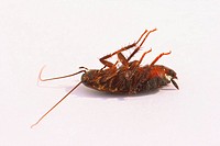 Dead Cockroach (Blatta orientalis)