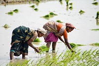 Two women planting rice plants in a paddy field, Tamil Nadu, India