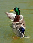 Duck moving wings on lake. Navarcles, Barcelona province, Catalonia, Spain