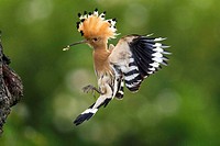 Hoopoe (Upupa epops), landing at its nesting hole in an old cherry tree, Alsace, France