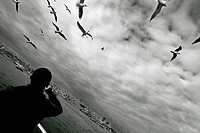 Seagulls fed on a boat trip, Istanbul, Turkey