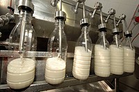 Pasteurized milk, Tiglio, San Pietro al Natisone. Friuli-Venezia Giulia, Italy