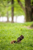 Squirrel in Central Park, New York City, USA