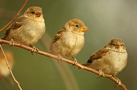 House Sparrow (Passer domesticus). Sierra de Puertollano, Ciudad Real province, Castilla-La Mancha, Spain