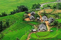 Rice terraces, Lao Cai, Vietnam