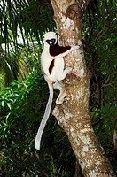 Coquerel´s Sifaka (Propithecus coquereli), Madagascar