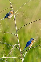 Eastern Bluebird (Sialia sialis), pair on perch