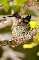 Hummingbird female on eggs in nest