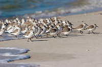 Sandpipers, Florida, USA