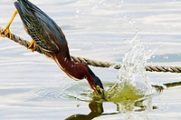 Green-backed Heron, Butorides striatus, fishing