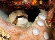 tentáculos y ventosas de octopus vulgaris