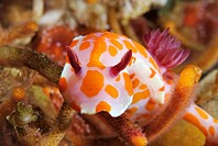 Clown nudibranch (Ceratosoma amoena).  Middle Arch. Poor Knights Islands, New Zealand. South Pacific Ocean.