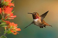 Colorful male rufous hones in on a sweet flower