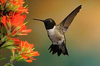 A black-chinned hummingbird perfectly times its approach to sip the flower´s nectar