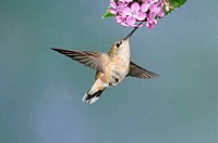 A tiny hummingbird aims it´s beak at the sweet nectar of a flower
