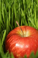 Red apple in grass