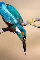 European Kingfisher (Alcedo atthis) get ready to fish