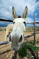 Donkey. Cabo de Gata-Nijar Biosphere Reserve, Almeria province, Andalucia, Spain