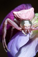 Crab spider on flower. Cabo de Gata-Nijar Biosphere Reserve, Almeria province, Andalucia, Spain