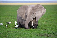 Elephant, Amboseli National Park, Kenya