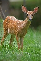 White-tailed Deer (Odocoileus virginianus). New York. Fawn. Found over much of the U.S.-southern Canada and Mexico and introduced elsewhere in the wor...