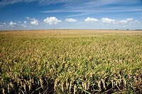 Rice fields, Isla Mayor. Doñana National Park, Sevilla province, Andalucia, Spain