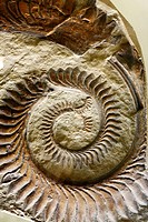 Fossil (Helicoprion bessonowi), Palaeontology museum, Moscow, Russia