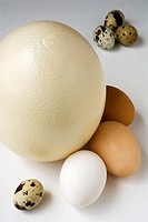 Ostrich eggs, chicken and quail
