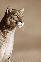 Close up Expression of a Mountain Lion sepia