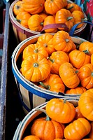 White Mini Pumpkins displayed at an outdoor market