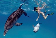 Wild Atlantic spotted dolphins playing with female snorkeler, Great Bahama Bank, Bahamas Islands