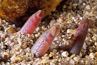 Freshwater Rivers Galicia Spain Ammocoete, phase larvae of the lamprey when it is blind Petromyzon marinus
