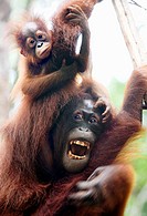 Female orangutan with her enfant in tree