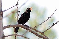 A male Blackbird Turdus merula singing