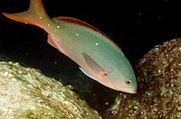 Pacific Creolefish, rabirubia de lo alto, Paranthias colonus, Sea of Cortez, Mexico