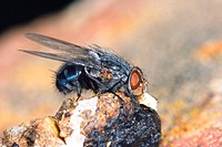 Blow fly (Calliphora erythrocephala)