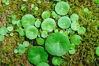 Navelwort (Umbilicus rupestris) in moss